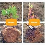 АМ-грибы, микориза, удобрение, 226, 8 г (20 га)