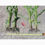 АМ-грибы, микориза, удобрение, 226, 8 г (20 га)