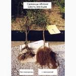 АМ-грибы, микориза, удобрение, 226, 8 г (20 га)