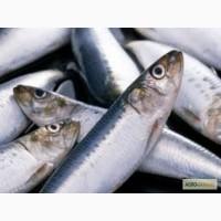 Куплю оптом черноморскую рыбу и морепродукты