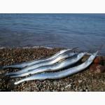 Куплю оптом черноморскую рыбу и морепродукты