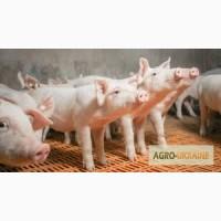 Продажа фермерского комплекса для производства свиней, разведения КРС или молоч. стада
