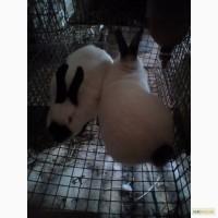 Кролики Калифорнийска порода