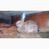 Продажа селекционных пород кролей