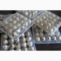 Продам домашні перепелині яйця