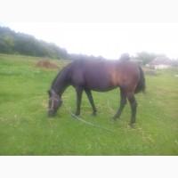 Продам коні