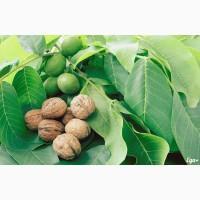 Продам Грецький бойний горіх 2025