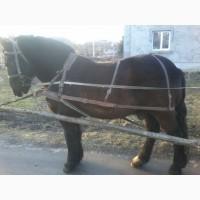 Продам коня