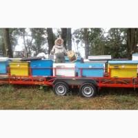 Продам бджолосім#039;ї, рамки (українська р. і дадан). Бориспіль