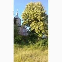 Продам бджолосімї