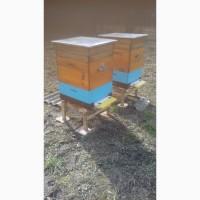 Продам бджолосімї