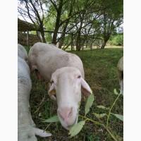 Продаю самців породи Лакон