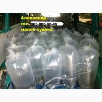 Продам малек (зарыбок) СУДАКА