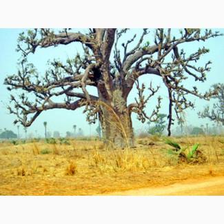 Баобаб (Adansonia digitata) 14 лет