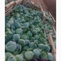 Капуста зимня, пізня