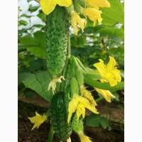 Продам оптом огурец Кураж