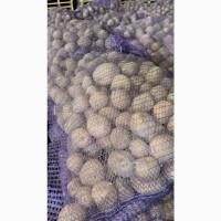 Продам картофель! О Б Н О В Л Е Н О