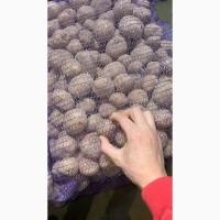 Продам картофель! О Б Н О В Л Е Н О