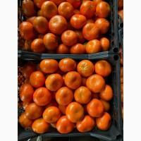 Продам мандарин сорт муркот