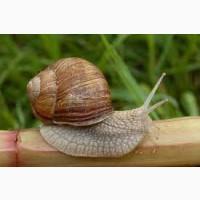 Куплю дикий виноградний равлик HELIX POMATIA