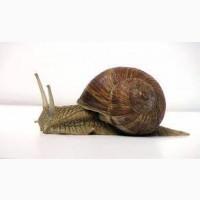 Куплю дикий виноградний равлик HELIX POMATIA