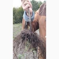 Сертифіковані саджанці фундука