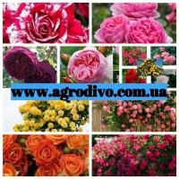 Розы высшего качества от производителя продукции в питомнике АГРОДИВО