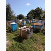 Продам Пасіку