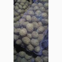 Продам товарний картофель