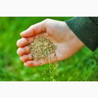 Haсіння райграса однорічного.Всі показники в нормі!@$!