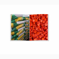 НАСІННЯ кукурудзи ГРАНД 240, середньоранній