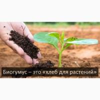 Біогумус, биогумус, вермікомпост оптом