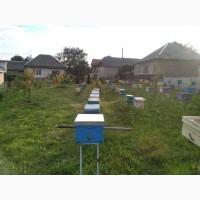 Продам бджолопакети карніка