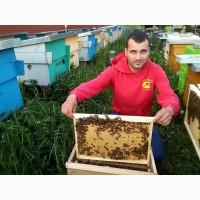 Продам бджолопакети карніка