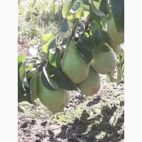 Продам грушу - Ноябрська