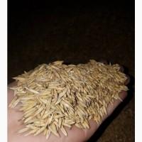 Продам овес