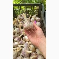 Часник Любаша озимий український сорт часнику