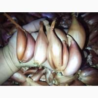 Лук Кущевка