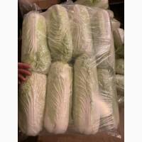 Продам пекинскую капусту от поставщика с 5 тонн