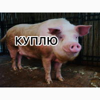 Куплю відкорм, кнурів, свиноматок, відбраковку