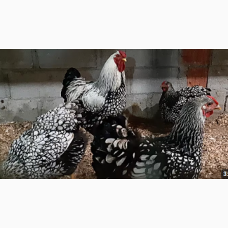 Продам інкубаційні яйця курей Віандот