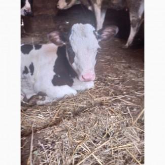 Продам місячну гарну велику теличку на виховання? Була про корові