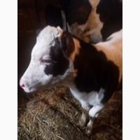 Продам місячну гарну велику теличку на виховання? Була про корові