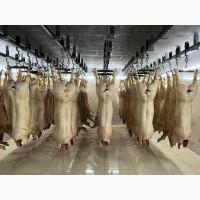 Продам охолоджені свиней від 20 тонн від постачальника