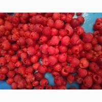 Кісточковибивна машина для вишні, черешні, маслини STvega Cherry Pitting F2000