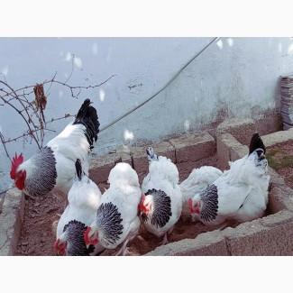 Яйце на інкубацію. Курчат. Суссекс колумбійський, фарфоровий, срібло