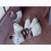 Яйце на інкубацію. Курчат. Суссекс колумбійський, фарфоровий, срібло