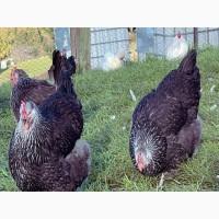 Яйце на інкубацію. Курчат. Суссекс колумбійський, фарфоровий, срібло