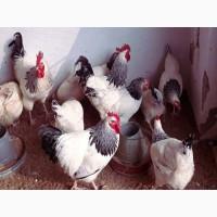 Яйце на інкубацію. Курчат. Суссекс колумбійський, фарфоровий, срібло