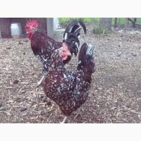 Яйце на інкубацію. Курчат. Суссекс колумбійський, фарфоровий, срібло